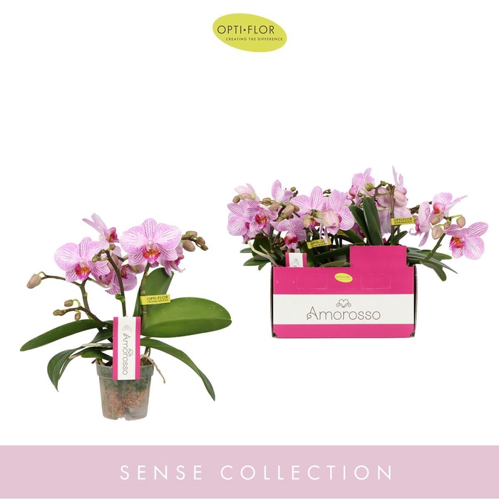 <h4>Phalaenopsis multi.   ...rose</h4>