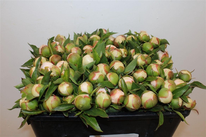 <h4>Paeo L Pecher</h4>