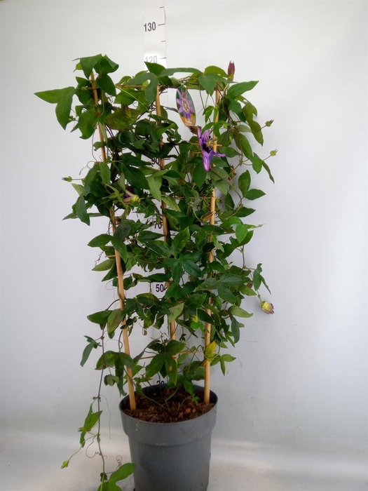 <h4>Passiflora caerul.</h4>