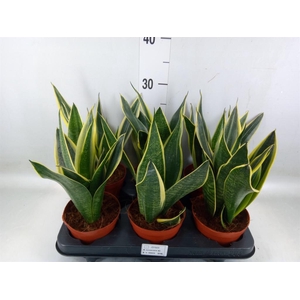 Sansevieria  'Star Canary'