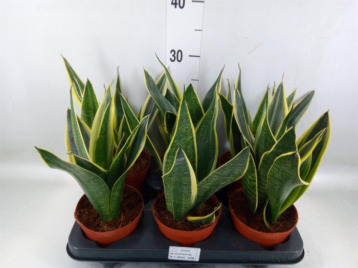 <h4>Sansevieria  'Star Canary'</h4>