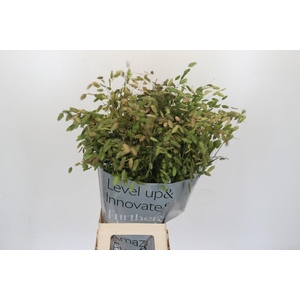 CHASMANTH LATIFOLIUM