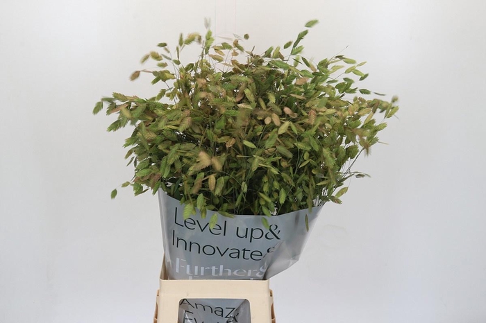 <h4>CHASMANTH LATIFOLIUM</h4>