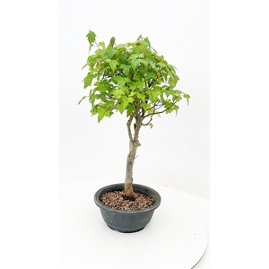 Acer buergerianum, 20cm.