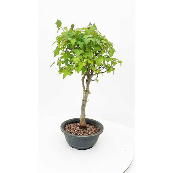 <h4>Acer buergerianum, 20cm.</h4>
