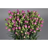 Dianthus Sp Yongo