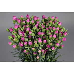 Dianthus Sp Yongo