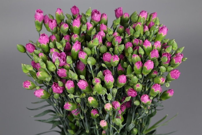 <h4>Dianthus Sp Yongo</h4>
