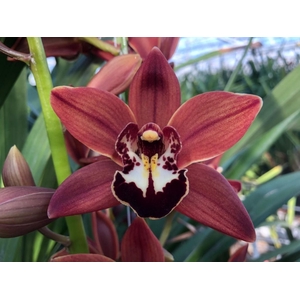 Cymbidium Brownie