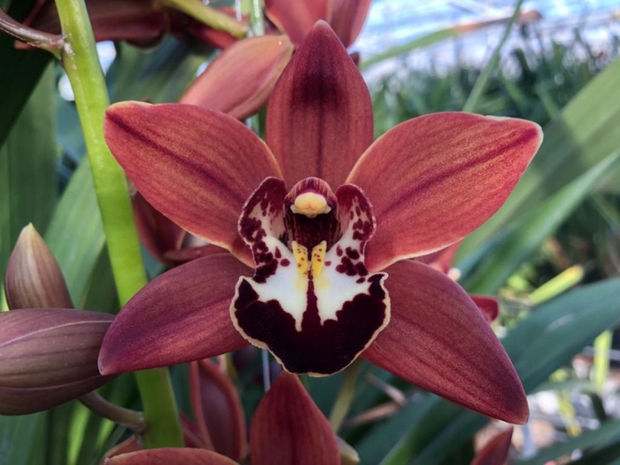 <h4>Cymbidium Brownie</h4>