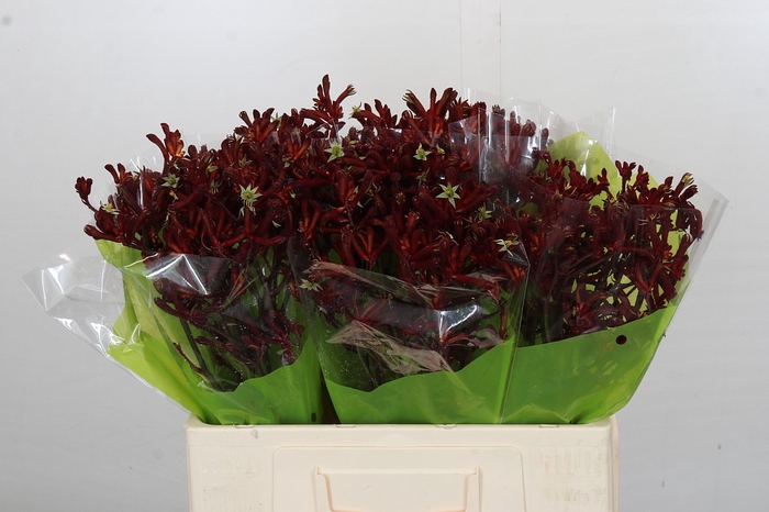 <h4>Kangaroo Paw Bush Ruby</h4>