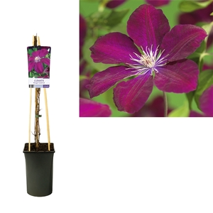 Clematis 'Rouge Cardinal' +light label