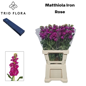 MATTH IRON ROSE Small box 10