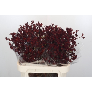 Anigozanthos Bush Ruby