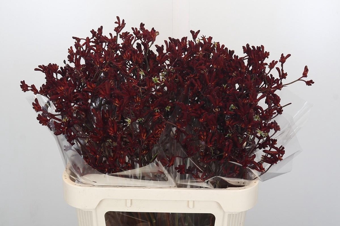 Anigozanthos Bush Ruby