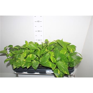 Epipr Aureum # Sale #