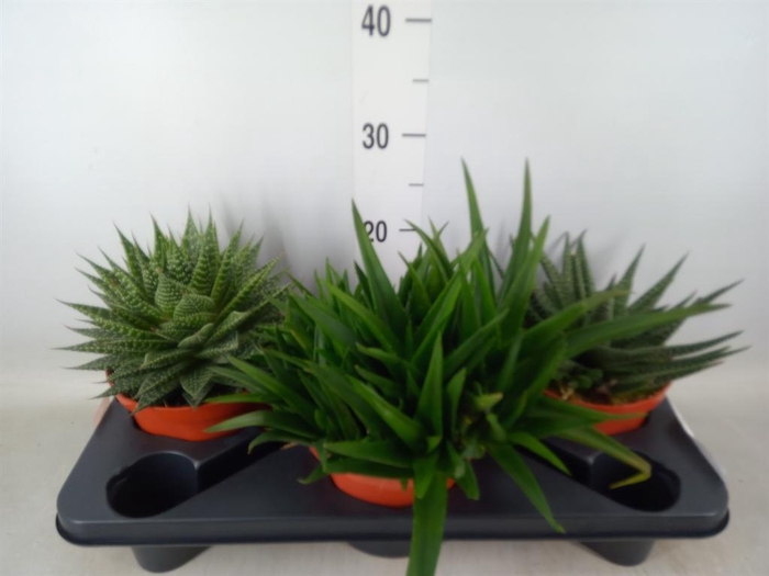 <h4>Aloe ...mix</h4>