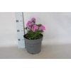 vaste planten 19 cm  Verbena canadensis Rose