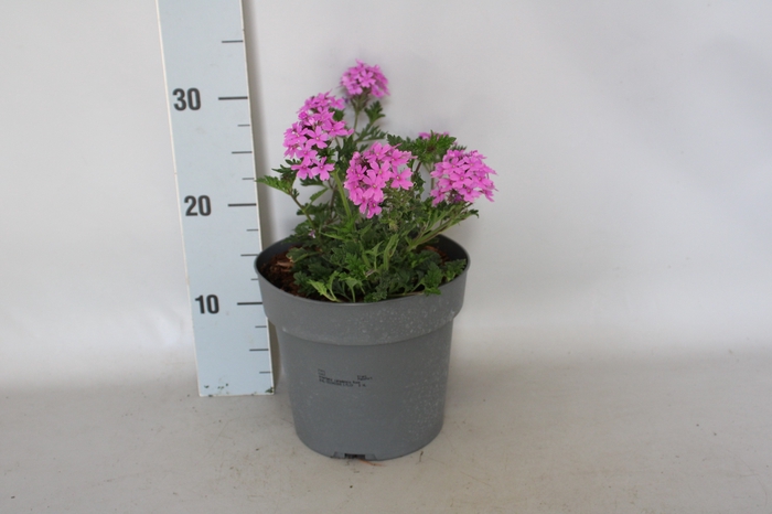 vaste planten 19 cm  Verbena canadensis Rose