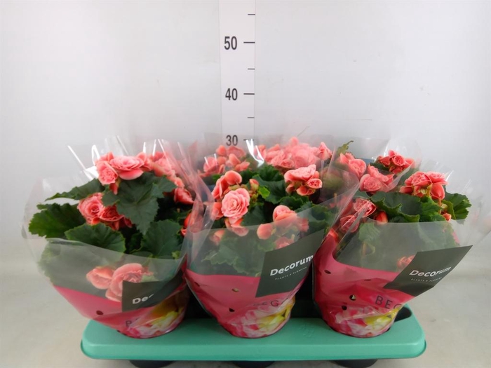 <h4>Begonia elat. DU 'Borias'</h4>