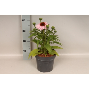 vaste planten 19 cm Echinacea sunSeekers Blush