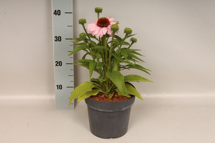 <h4>vaste planten 19 cm Echinacea sunSeekers Blush</h4>
