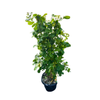Rosa Floribunda Grp overig