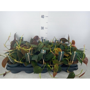 Philodendron scand. subsp. micans