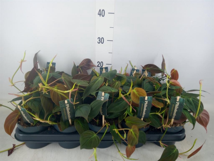 <h4>Philodendron scand. subsp. micans</h4>
