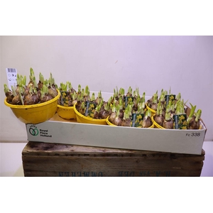 arr8 Narc O Tete A Tete