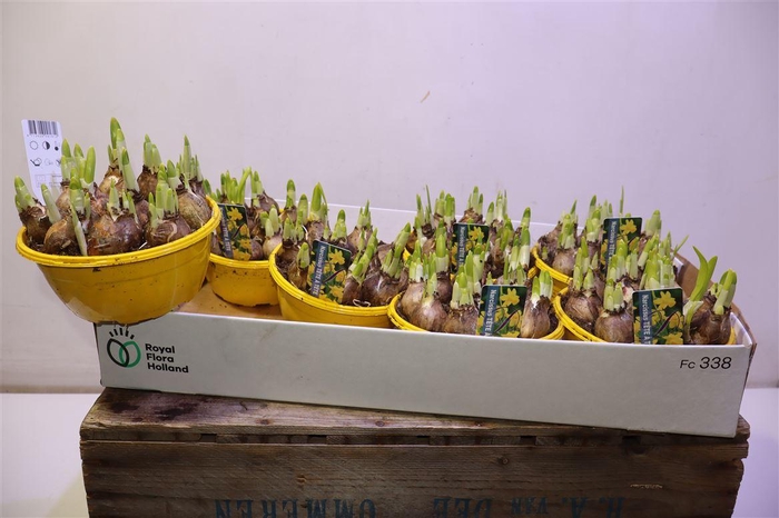 <h4>arr8 Narc O Tete A Tete</h4>