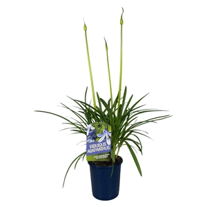 Agapanthus Fabulous Blue, 3+ tak
