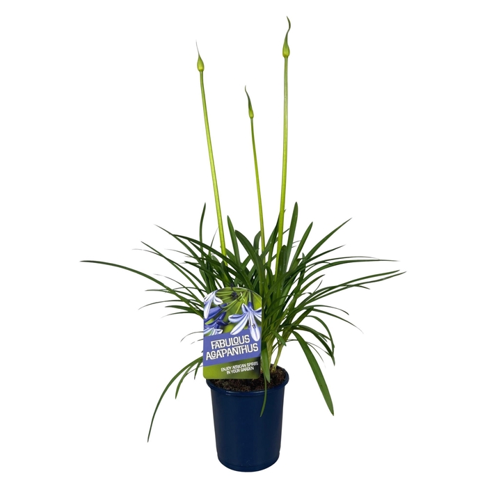 <h4>Agapanthus Fabulous Blue, 3+ tak</h4>