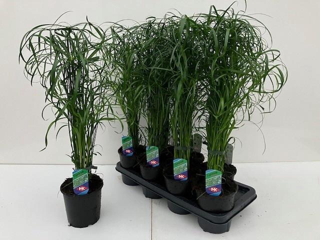 <h4>CYPER ALTERNIFOLIUS</h4>