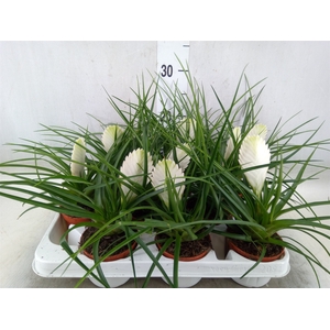 Tillandsia cyanea 'Biancini'