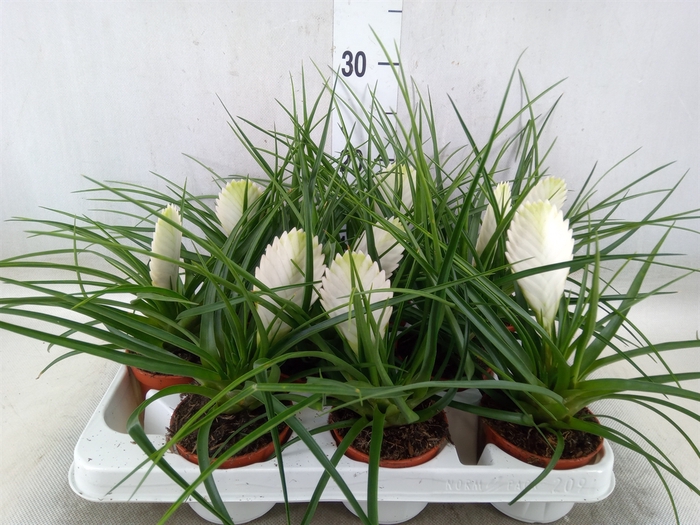 <h4>Tillandsia cyanea 'Biancini'</h4>