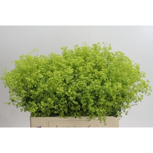 Alchemilla Mollis Robustica