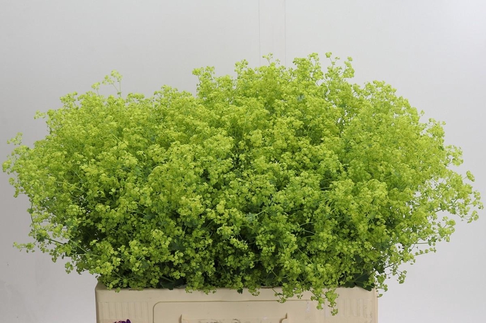 Alchemilla Mollis Robustica