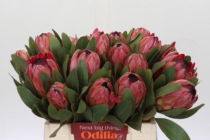 <h4>Protea Silvia</h4>