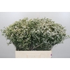 Limonium China White