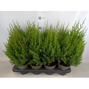 Juniperus chinensis 'Stricta'