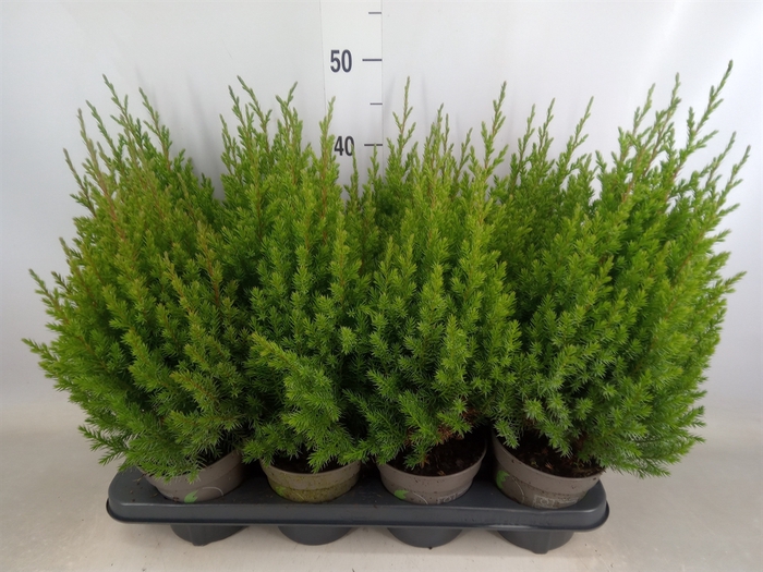 <h4>Juniperus chinensis 'Stricta'</h4>