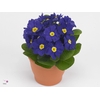 Primula acaulis blauw