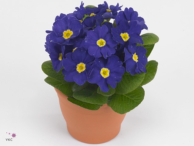 Primula acaulis blauw