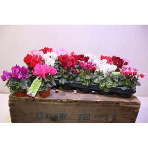 arr8 Cycl Kl Sup Micro