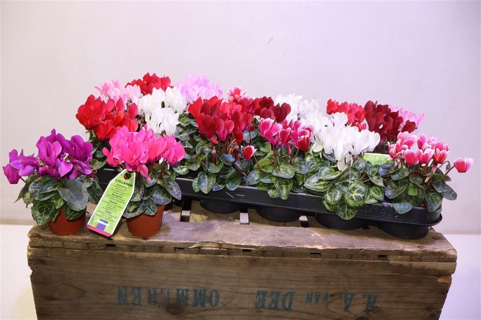 <h4>arr8 Cycl Kl Sup Micro</h4>