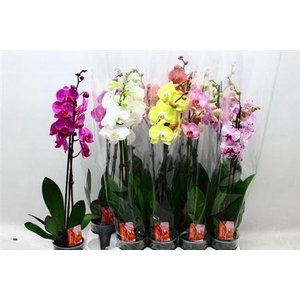 Phal Gemengd 7 Kleuren 2 Branches 16+