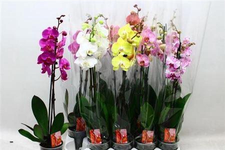 <h4>Phal Gemengd 7 Kleuren 2 Branches 16+</h4>