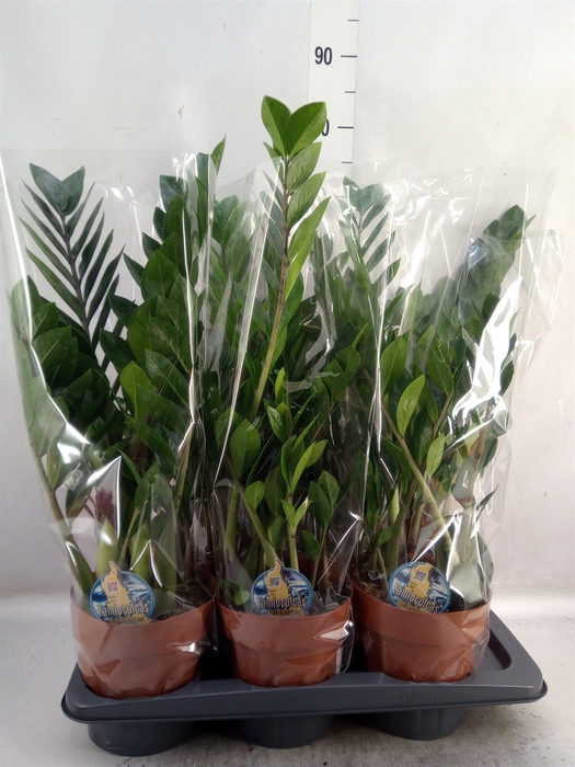 <h4>Zamioculcas zamiifolia</h4>