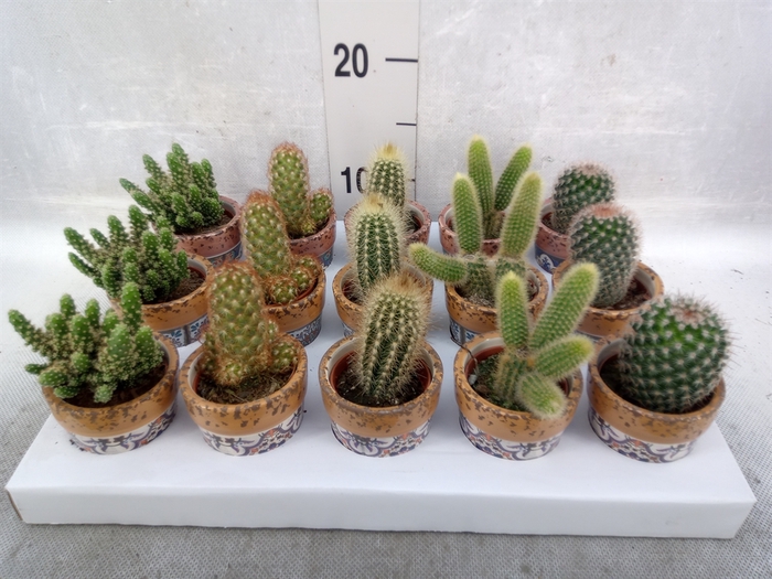 <h4>Cactus   ...</h4>